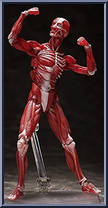 Human Anatomical Models from Figma - Human Anatomy manufactured by Max Factory [Loose]