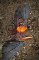 Balrog vs Gandalf, Neca figure, outdoor photo shoot. Fight on Caradras. (Lord of the Rings) Custom Action Figure