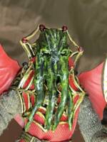 Mindflayer  warlock (Forgotten Realms of Fantasy) Custom Action Figure