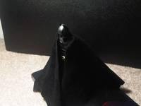 Batman Begins - Batman('Cloth' Caped Crusader) (Movie Masters) Custom Action Figure