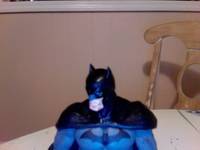 Batman DKR Arkham Style (Batman - Arkham City) Custom Action Figure