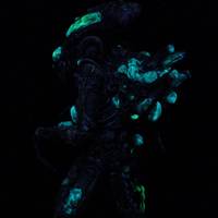 Xenomorph Boiler (Aliens) Custom Action Figure