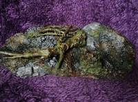 Predator: Swamp Base (Predator) Custom Diorama / Playset